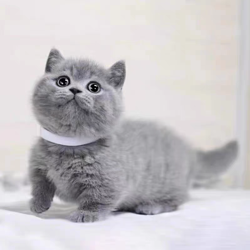 猫舍直销批发价格出售曼基康矮脚猫